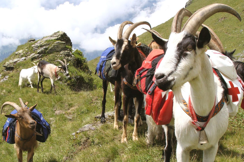 Packziegen-Trekking - Seminarhotel Schweiz - Ferien, Seminare, Hotel und Hochzeiten in Filzbach, Glarus, Schweiz im Glarnerland