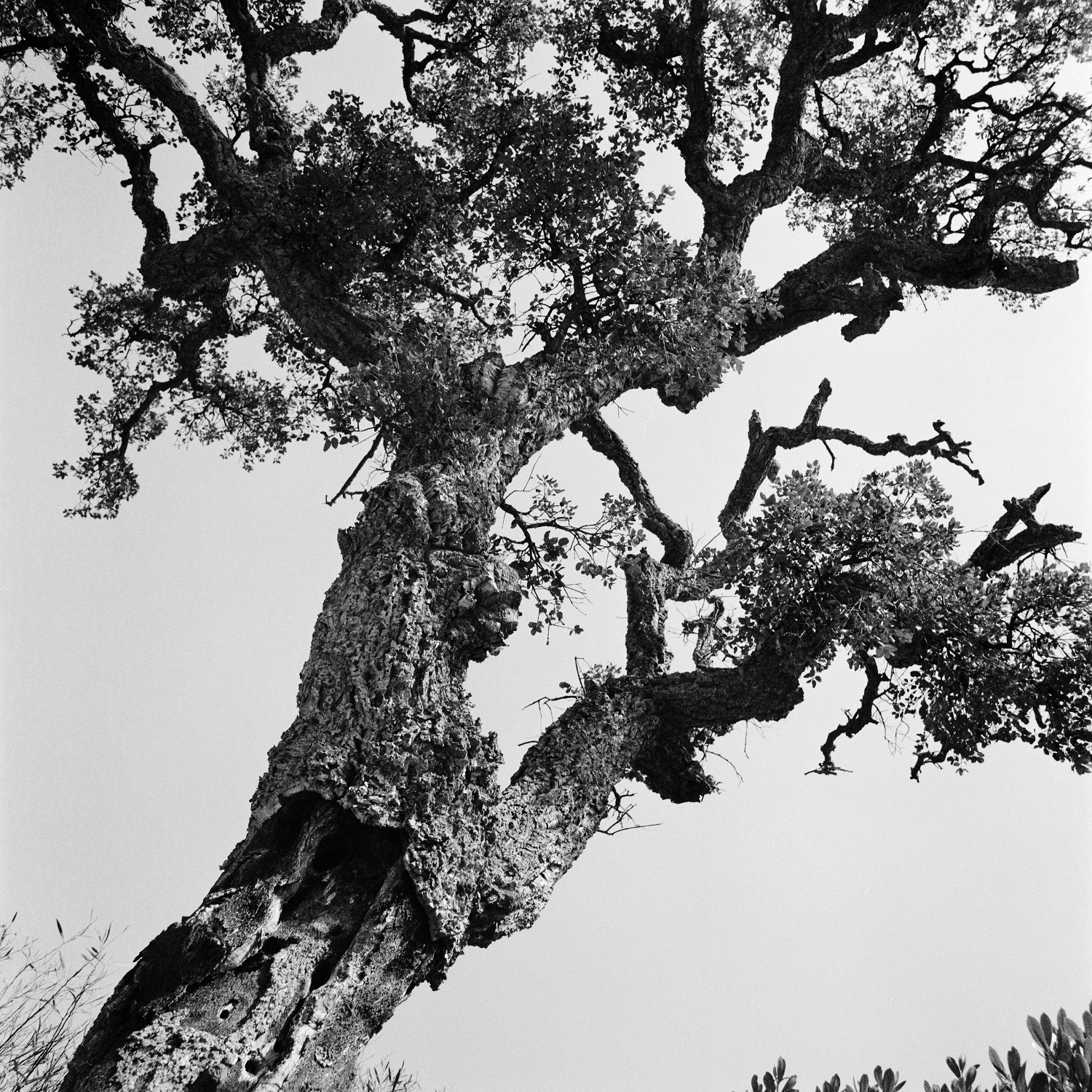 Würden Bäume in den Himmel wachsen - Seminarhotel Schweiz - Ferien, Seminare, Hotel und Hochzeiten in Filzbach, Glarus, Schweiz im Glarnerland