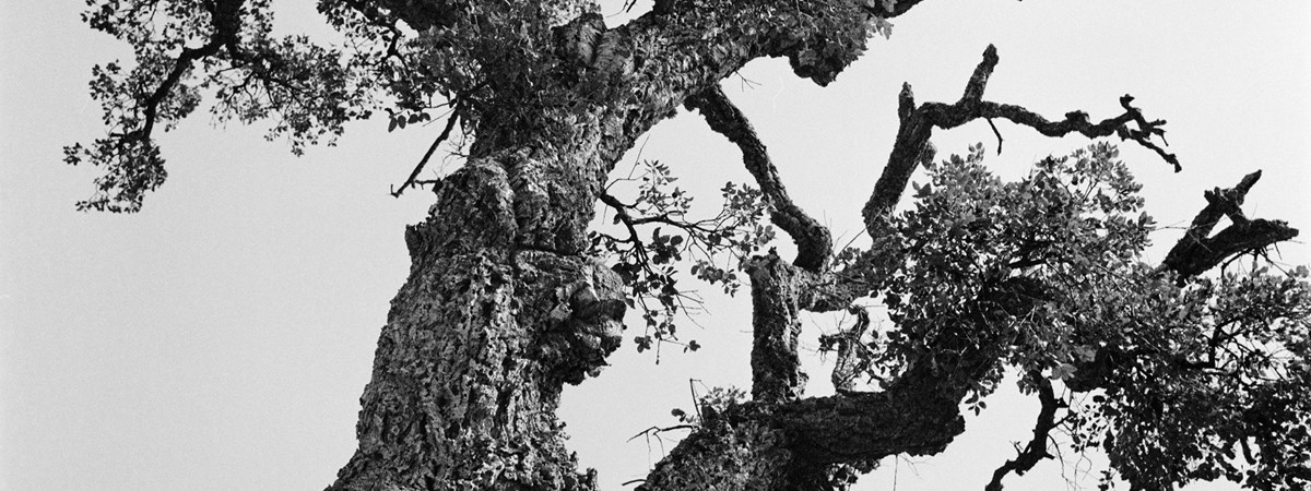 Würden Bäume in den Himmel wachsen