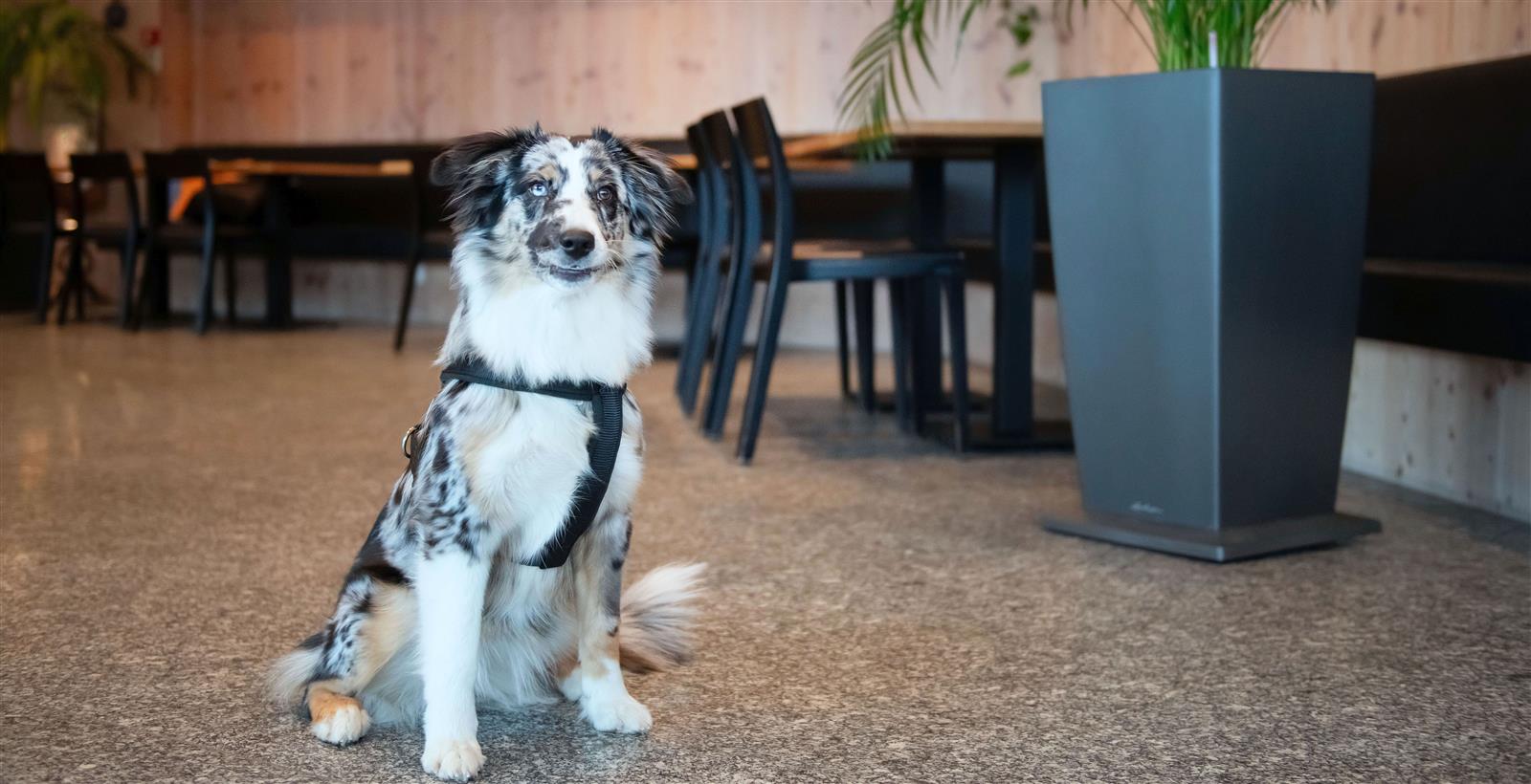 Wehihnatsessen, Hochzeitsessen, Ferien und Seminare im Seminarhotel Lihn über dem Walensee im Glarnerland, Glarus in Filzbach